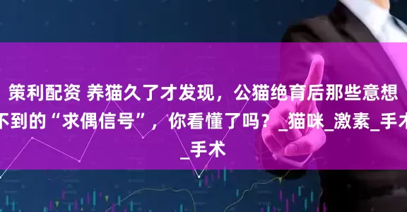 策利配资 养猫久了才发现，公猫绝育后那些意想不到的“求偶信号”，你看懂了吗？_猫咪_激素_手术