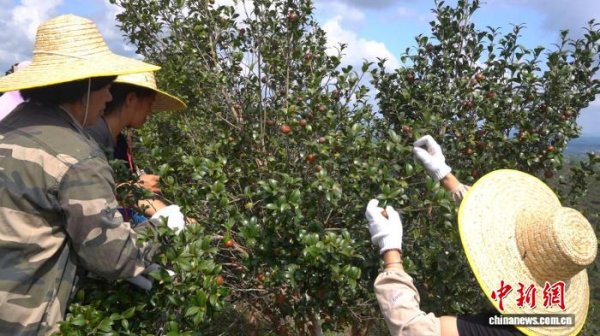 融可赢 （乡村行·看振兴）广东龙川县：油茶果结出“致富金果” 铺就乡村共富路